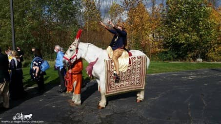 One of our Indian Wedding Horses during a Baraat in Medina, OH