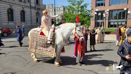 Our beautiful Indian Wedding Horse during a Baraat procession in downtown Cleveland, OH
