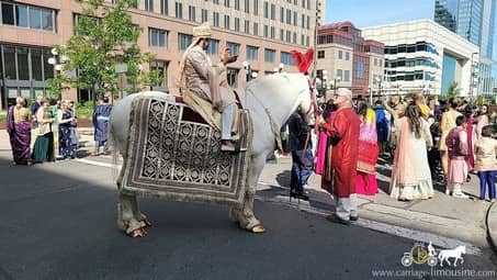 Our Indian Wedding Horse during a Baraat procession in downtown Cleveland, OH