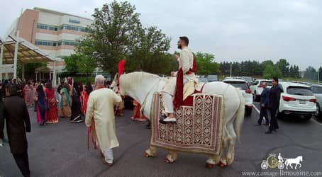 Our Indian Wedding Horse during a Baraat procession in Westlake, OH
