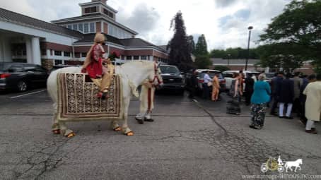 One of our Indian Wedding Horses during a Baraat in Medina, OH
