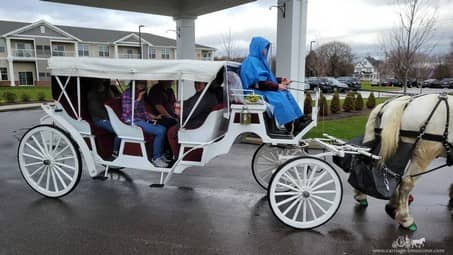 Our horse drawn Stretch Victorian Carriage giving rides during a Christmas event in Medina, OH