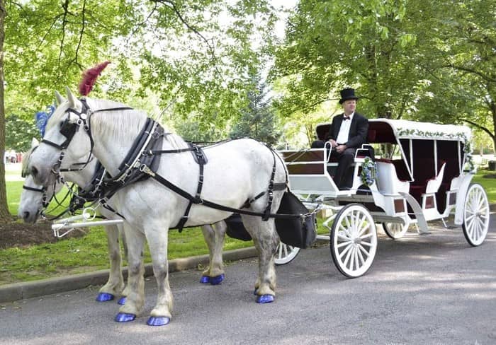Our Stretch Victorian Carriage during a wedding in Sewickley, PA