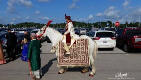 Our Baraat Indian Wedding Horse during the procession just outside of Pittsburgh at the Pittsburgh International Airport