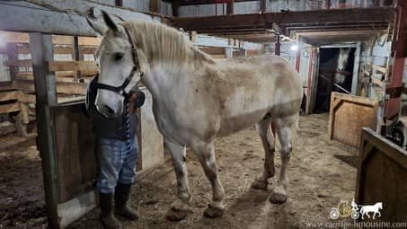 percheron draft horse