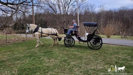 percheron draft horse