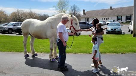 percheron draft horse