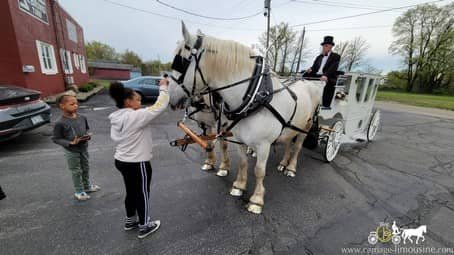 percheron draft horse