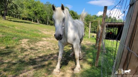 percheron draft horse