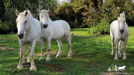 percheron draft horse