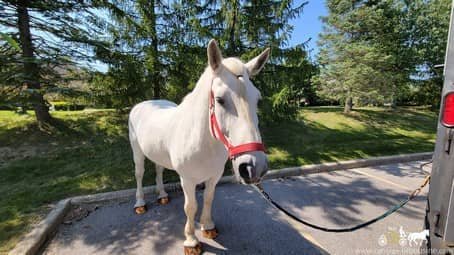 percheron draft horse