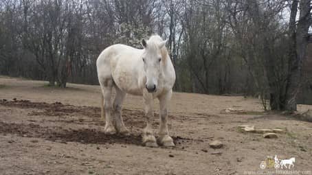 percheron draft horse