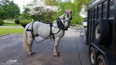 percheron draft horse