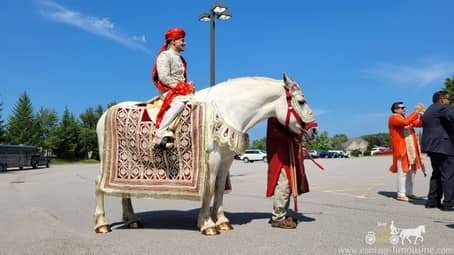 Indian Baraat horse during the procession in Solon, OH