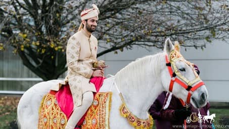 Indian Baraat Horse for an Indian wedding near Pittsburgh, PA