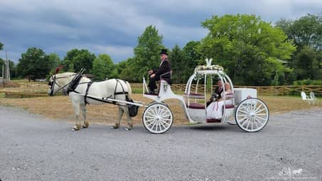 Our one of a kind Cinderella Carriage during a wedding in Champion, OH