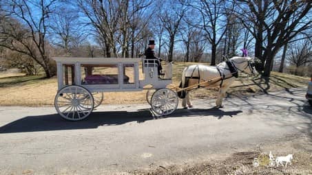 Our Horse Drawn Funeral Coach during a funeral in Ohio