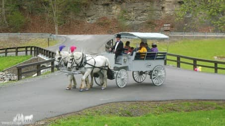Our Limousine Carriage giving rides during a party in Beaver, PA