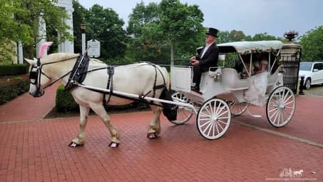 Our Victorian Carriage making a grand entrance to the wedding ceremony at Oglebay Park in Wheeling, WV