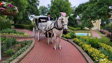 Our Horse Drawn Victorian Carriage making a grand entrance to the wedding at Oglebay Park in Wheeling, WV