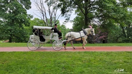 The beautiful Victorian Carriage making a grand entrance to the wedding ceremony at Oglebay Park in Wheeling, WV