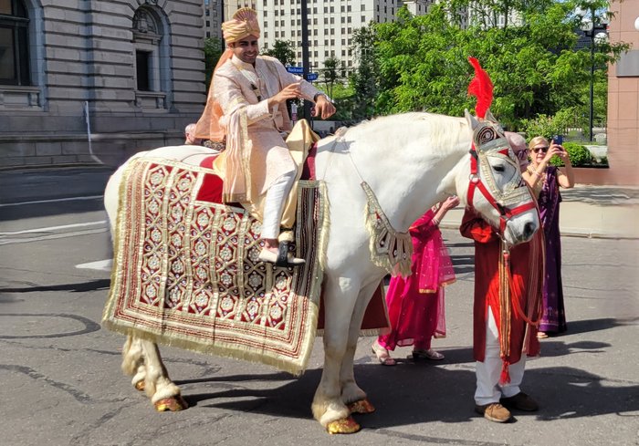 Indian Wedding Horse during a Baraat in Cleveland, OH